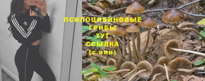 Псилоцибиновые грибы мицелий  купить  сайты  Мышкин 